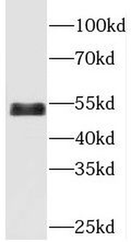CDK14 Antibody