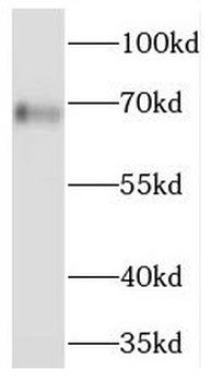 CPQ Antibody