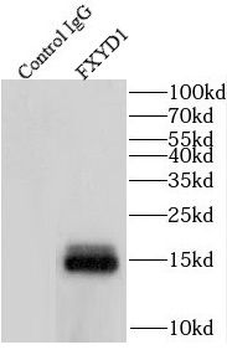 FXYD1 Rabbit Polyclonal Antibody