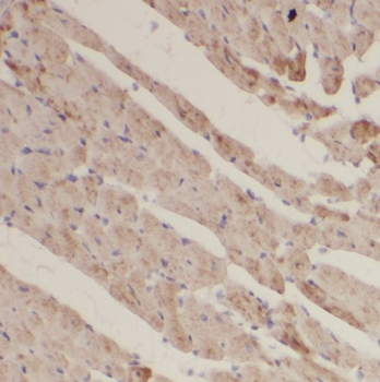 FXYD1 Rabbit Polyclonal Antibody
