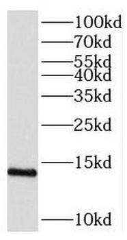 PHPT1 Rabbit Polyclonal Antibody