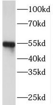 PI16 Antibody