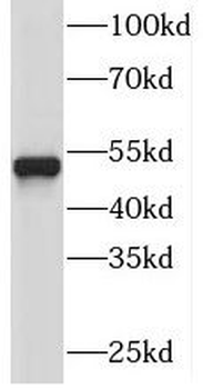 PI4K2A Antibody