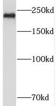 PI4KA Antibody
