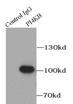 PI4KB Rabbit Polyclonal Antibody