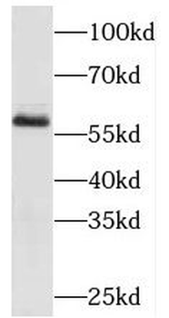 PIAS4 Antibody