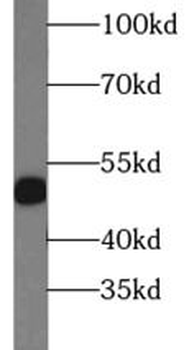 PGF Antibody