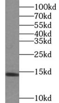 PIN4 Antibody