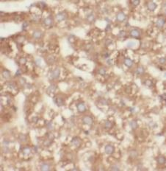 PIN4 Rabbit Polyclonal Antibody