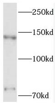 PNN Antibody