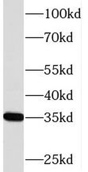PIR Antibody