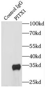 PITX1 Rabbit Polyclonal Antibody