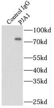 PJA1 Rabbit Polyclonal Antibody