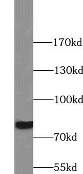 PRKCG Antibody