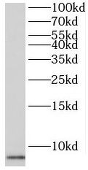 PKIG Antibody