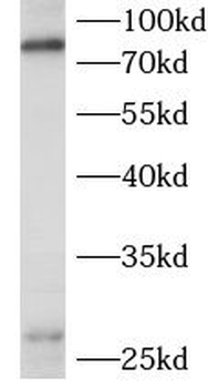 PLA2G4B Antibody
