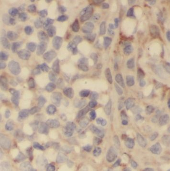 PLAC8 Antibody