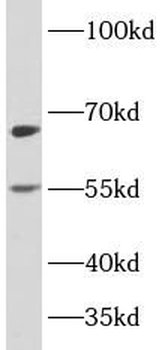PLAGL2 Antibody