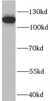 PLEKHG5 Antibody