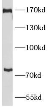 PLXNB2 Antibody