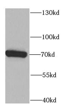 PLS3 Antibody