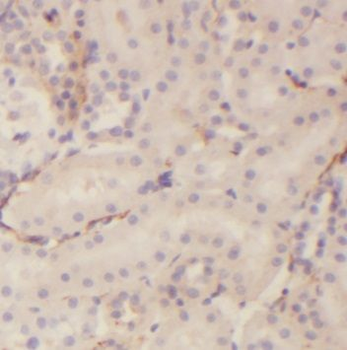 PLSCR3 Antibody