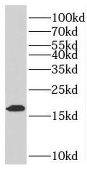 PMP2 Antibody