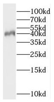 PNMA2 Antibody