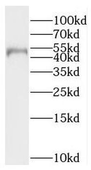 PNMA8A Antibody