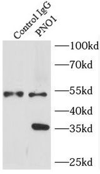 PNO1 Rabbit Polyclonal Antibody