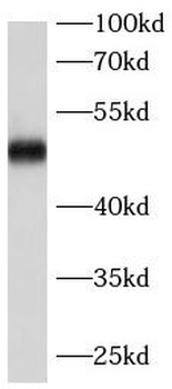 PNPLA3 Antibody