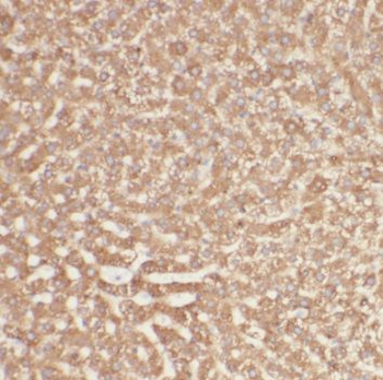 PNPO Rabbit Polyclonal Antibody