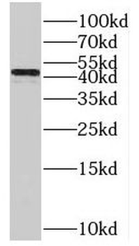 POFUT1 Rabbit Polyclonal Antibody