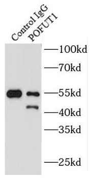 POFUT1 Rabbit Polyclonal Antibody