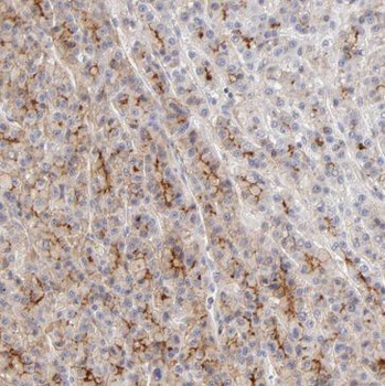 POFUT1 Rabbit Polyclonal Antibody