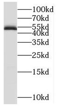 POLD2 Antibody