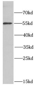POLG2 Antibody