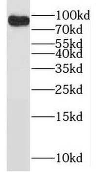 POLI Antibody