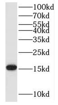 MED16 Antibody
