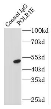 POLR1E Rabbit Polyclonal Antibody