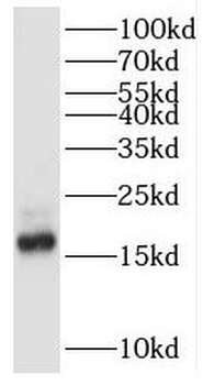 POLR2D Antibody
