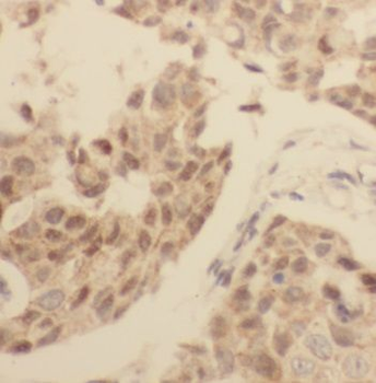POLR2H Rabbit Polyclonal Antibody