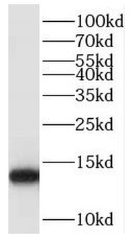 POLR2J Antibody