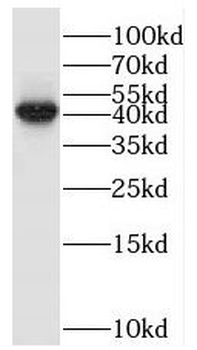 POLR3D Antibody