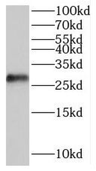 POLR3G Antibody