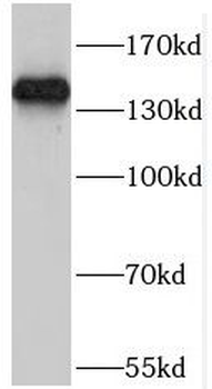 POM121 Antibody