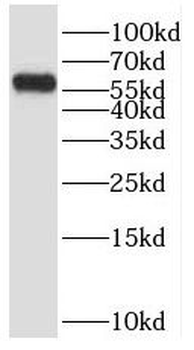 POPDC3 Rabbit Polyclonal Antibody