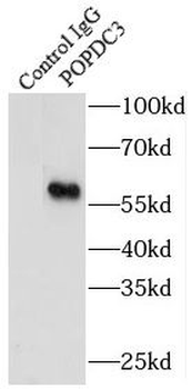 POPDC3 Rabbit Polyclonal Antibody