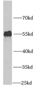 PPAN Antibody
