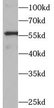 PPARG Antibody